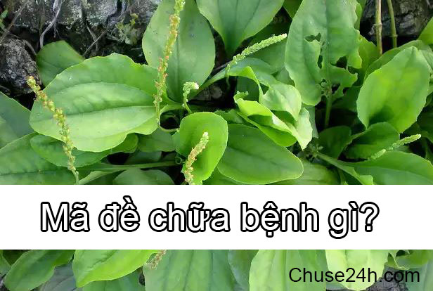 Mã đề chữa bệnh gì?