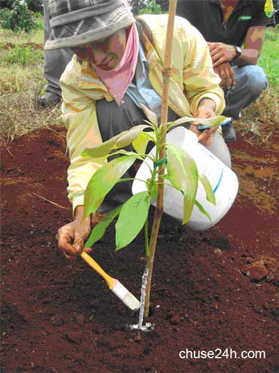 kỹ thuật trồng và chăm sóc bơ