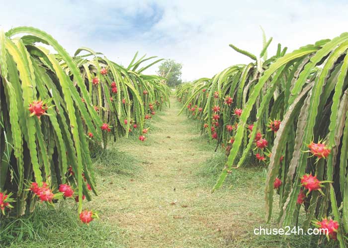 Quy trình phòng trừ bệnh hại trên Thanh Long