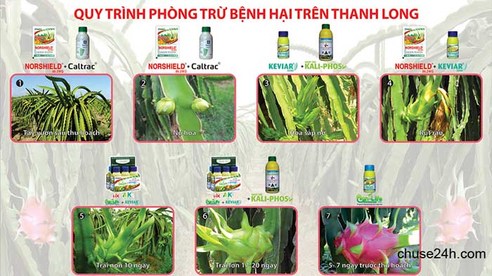 Quy trình phòng trừ bệnh hại trên Thanh Long