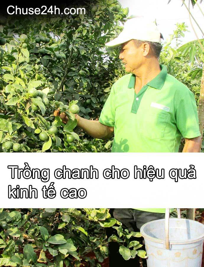 Xã Hbông trồng chanh cho hiệu quả kinh tế cao