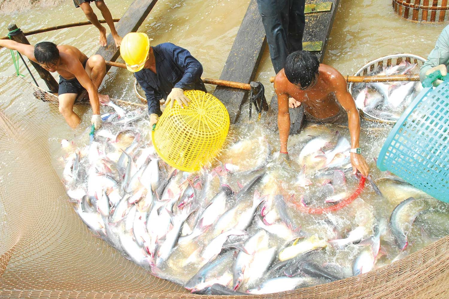 Ẩn họa sau việc cá tra, chanh dây 'sốt giá' bất thường