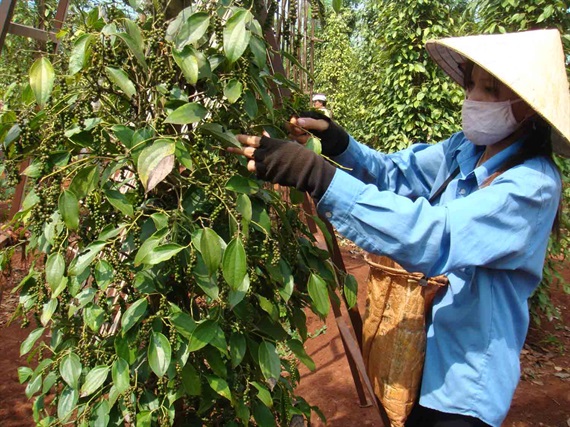 Giá tiêu Chư Sê còn giảm tới mức nào?