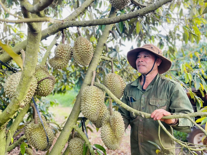 Vườn sầu riêng trĩu quả của ông Phan Văn Chạo ở thôn 2, xã Nghĩa Hòa (huyện Chư Păh) được bón đạm cá hữu cơ. Ảnh: Đăng Lâm.