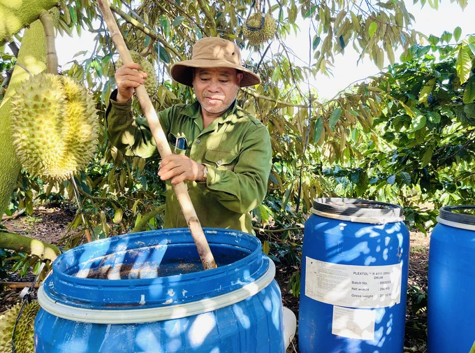 Việc tự ủ đạm cá đã giúp đất được bồi bổ, cây phát triển khỏe, tiết kiệm được chi phí. Ảnh: Đăng Lâm.