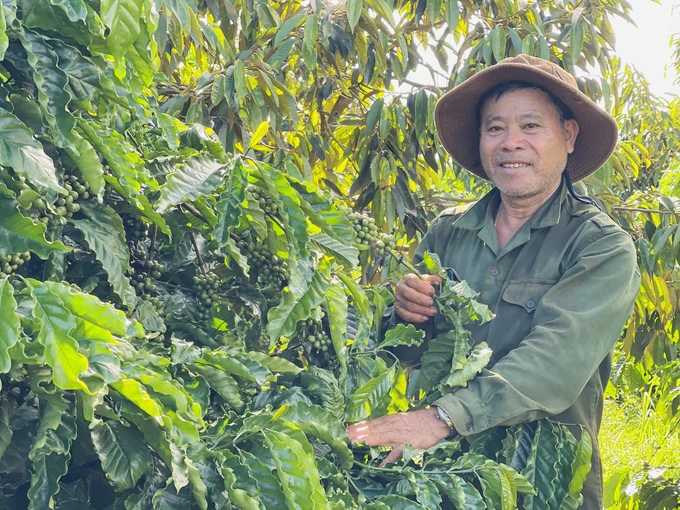 Nông dân ở huyện Chư Păh (Gia Lai) ngày càng có ý thức trong việc canh tác bền vững. Ảnh: Đăng Lâm.