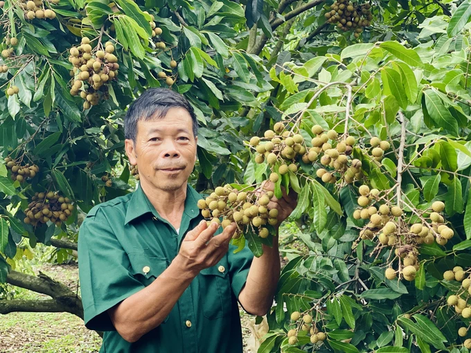 Đạm cá hữu cơ cải tạo đất đồi Tây Nguyên